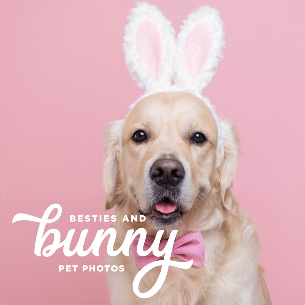 golden retriever in playful bunny ears and a dapper bow tie, showcasing a delightful and festive appearance.